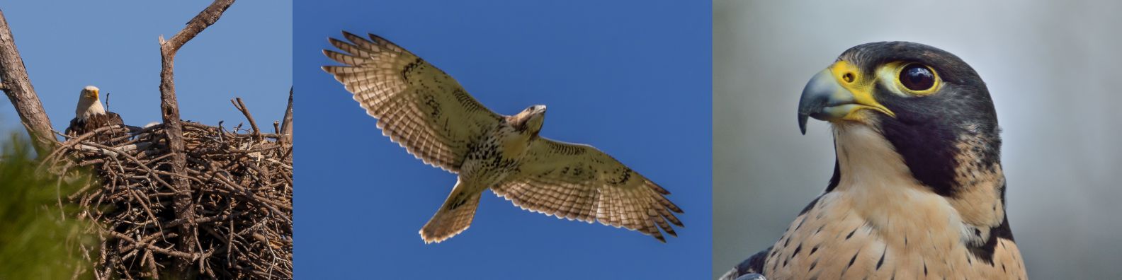 Photos of a Bald Eagle, Red-Tailed Hawk, and Peregrine Falcon at their nests.