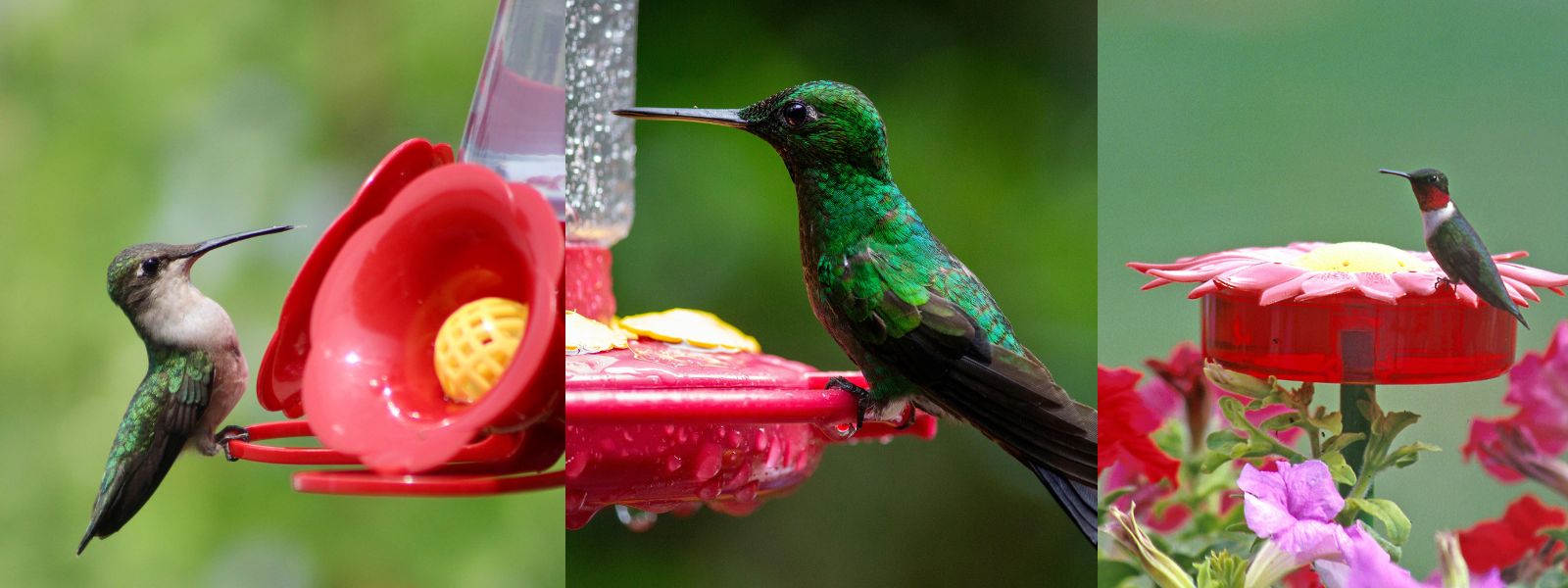 Hummingbird Feeders: A Complete Guide to Attracting Nature's Tiny Feathered Jewels