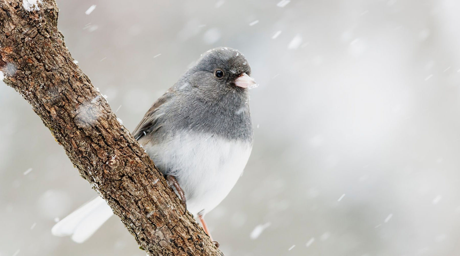 Embrace the Chill: Discover the Magic of Cool Weather Birding