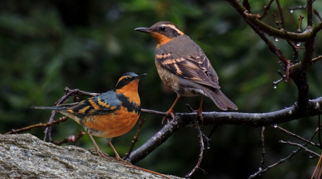 Photograph of two varied thrushes on a branch.