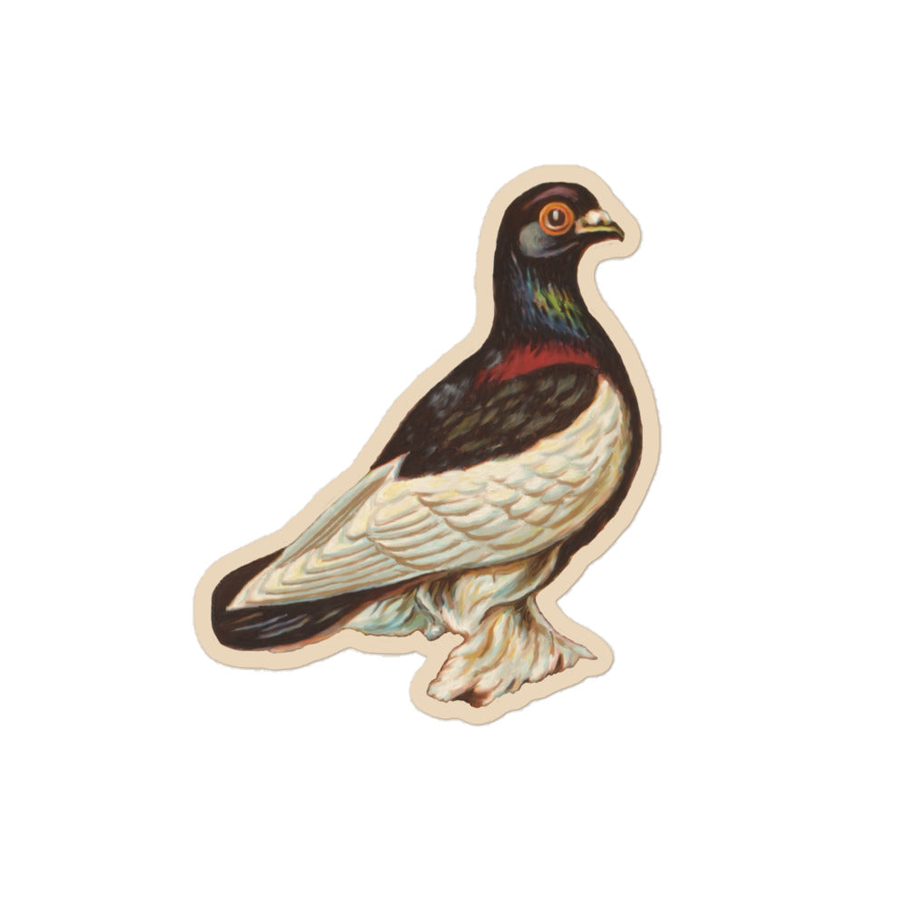 Sticker of a drawing of a tumbler pigeon 5 inch by 5 inch in size.