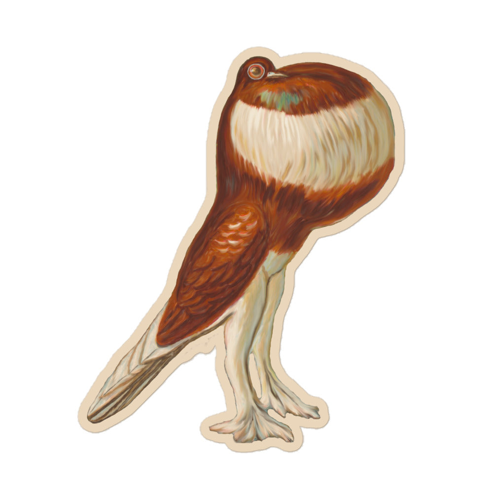 Sticker of a drawing of a pouter pigeon 5 inch by 5 inch in size.